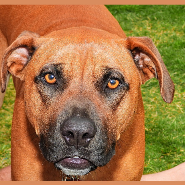 Photo of Didi