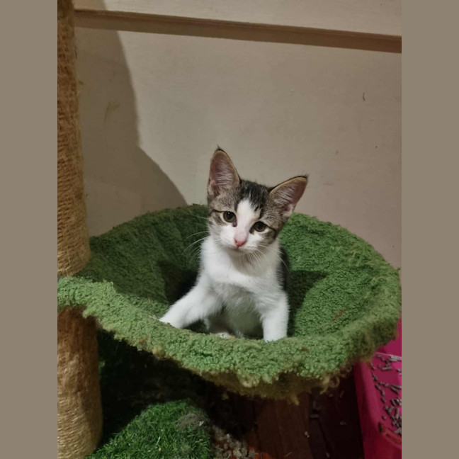 Photo of Wasabi 
