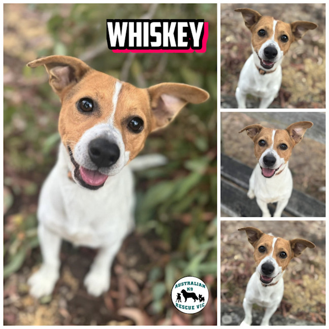 Photo of Whiskey 