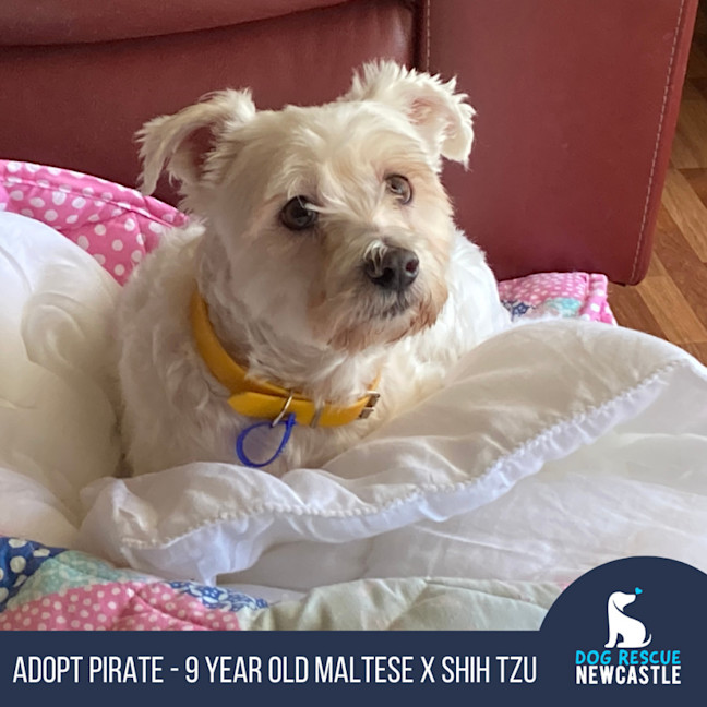 Photo of Pirate 🏴Shih Tzu, 9yo (Adopted 5/8/24)