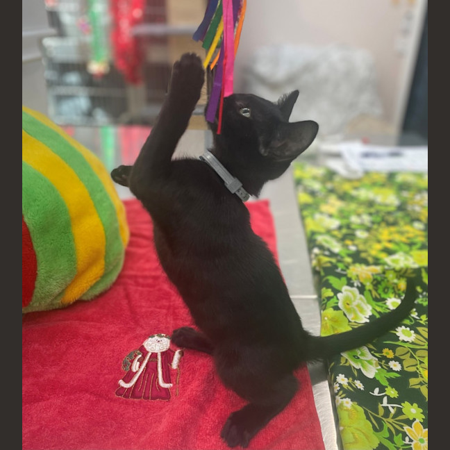 Photo of Prancer (8909)