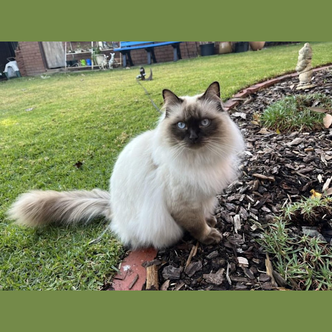 Photo of Cookie 🍪