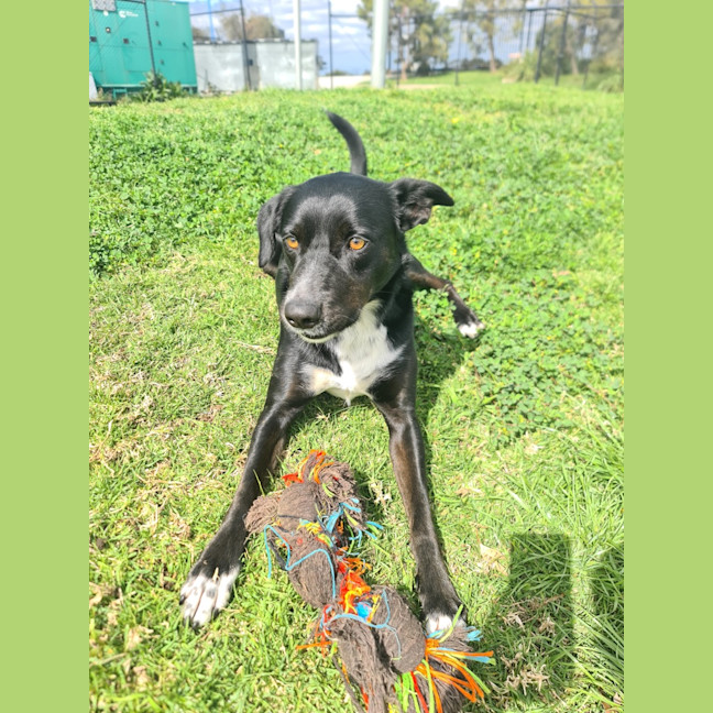 Photo of Buddy