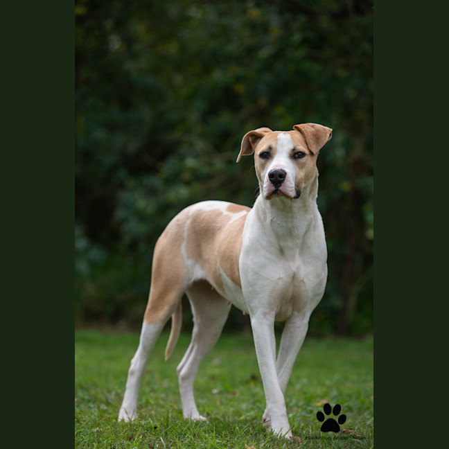 Photo of Shylo