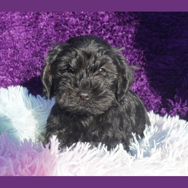 Photo of Truffle