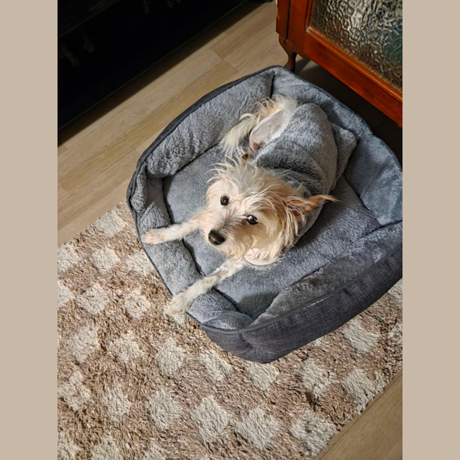 Photo of Toto