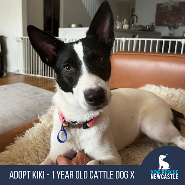 Photo of Kiki   1 Year Old Cattle Dog X