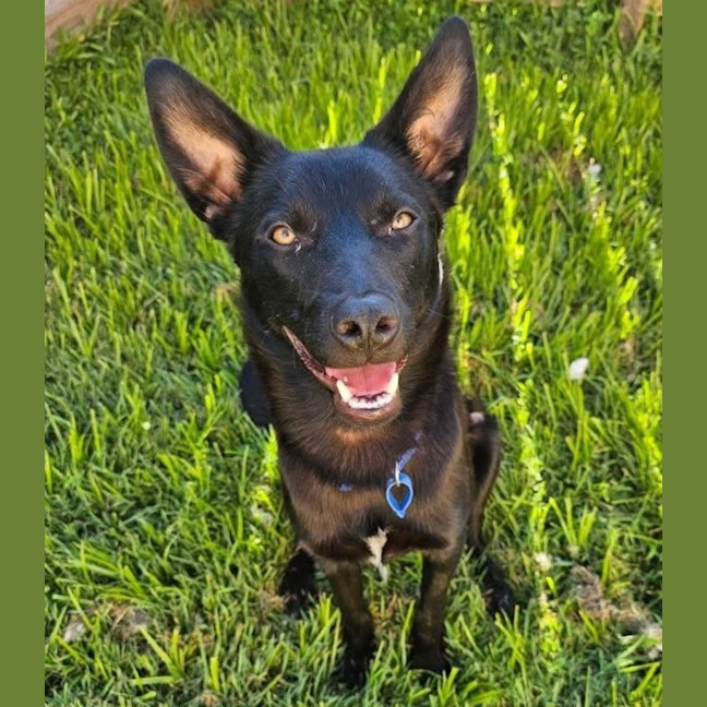 Photo of Badger *$350 Adoption Fee*