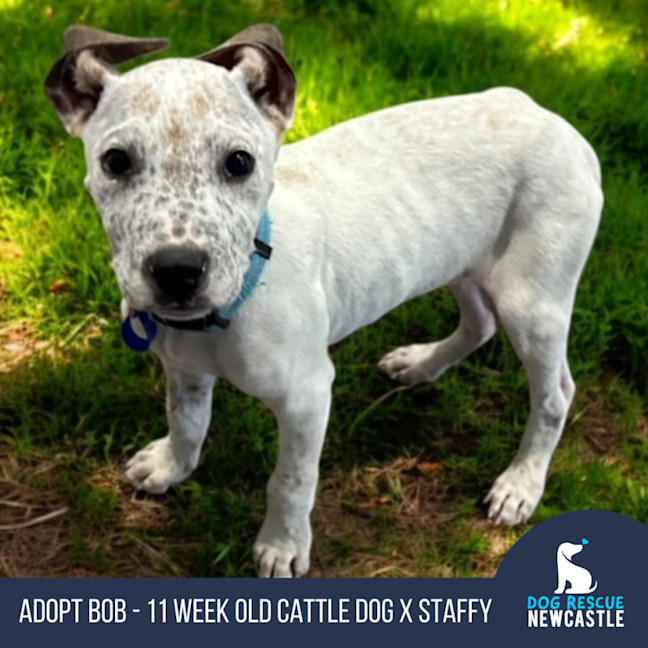 Photo of Bob   11 Week Old Cattle Dog X Staffy (Trial 10/10