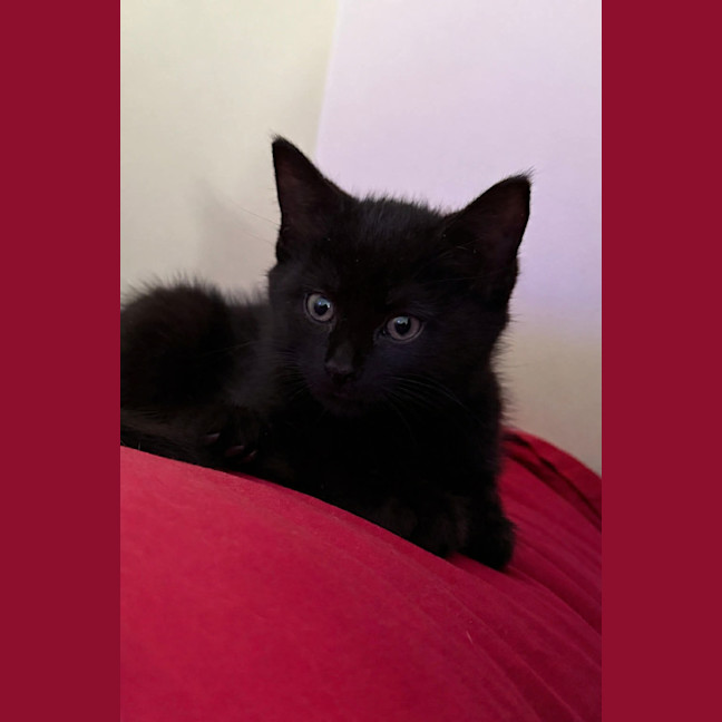 Photo of Lulu 