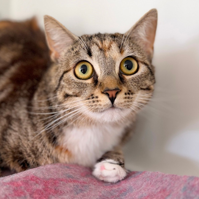 Photo of Cherry Blossom