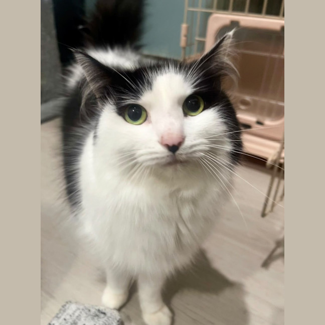 Photo of Lyra