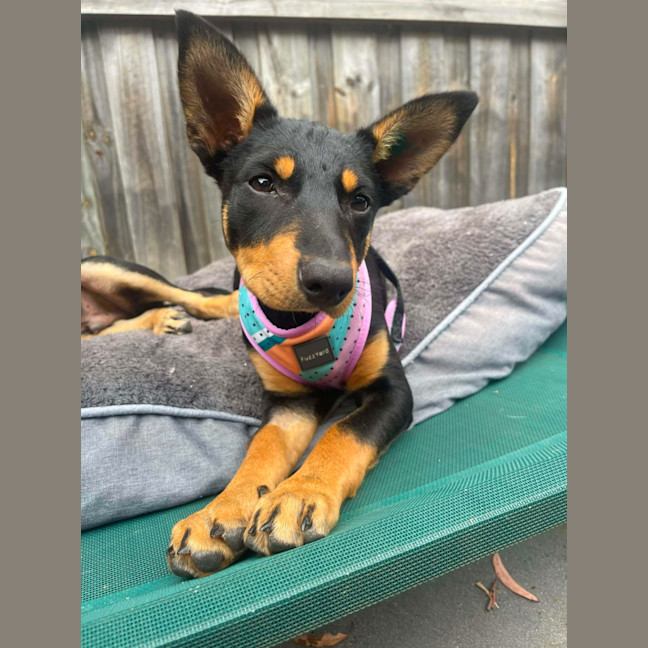Photo of Roxy