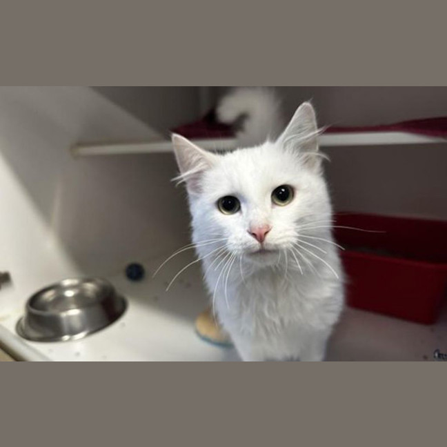 Photo of Snowball