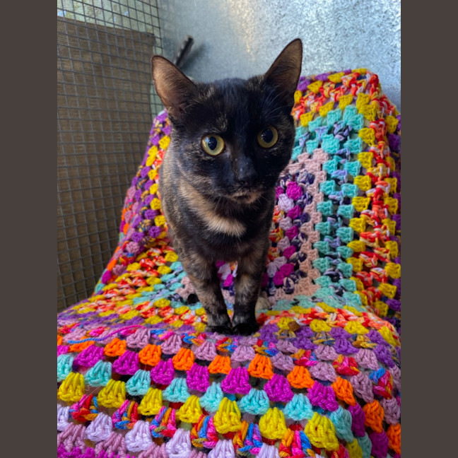 Photo of Cinders