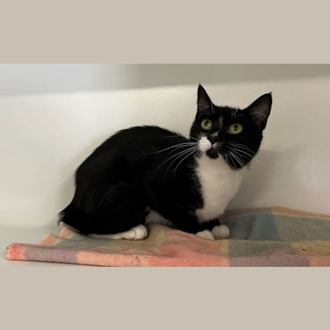 Photo of Minerva