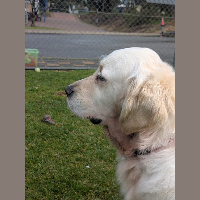 Photo of Honey