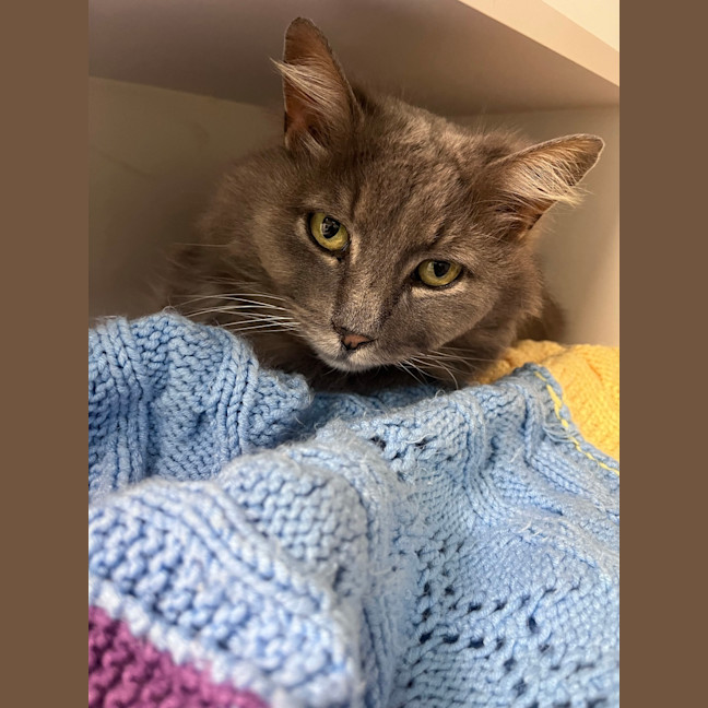 Photo of Smokey 