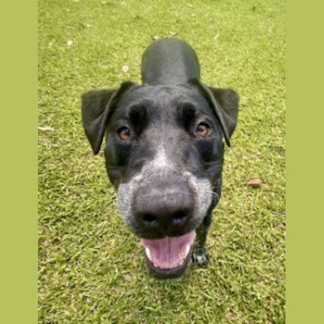 Photo of Archie