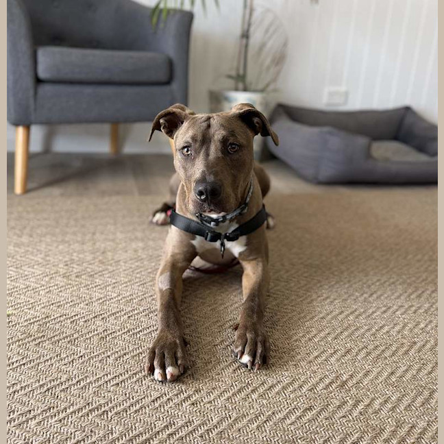 Photo of Bazzle
