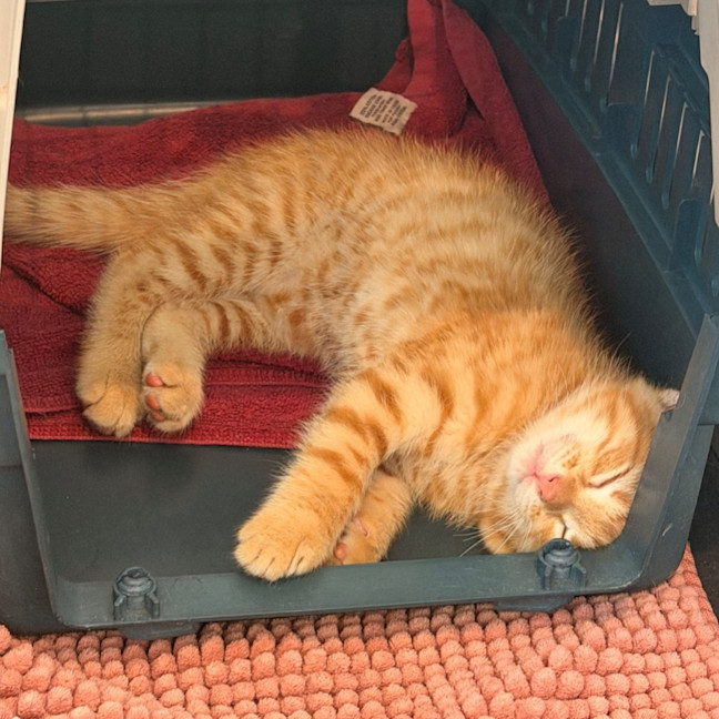 Photo of Scout