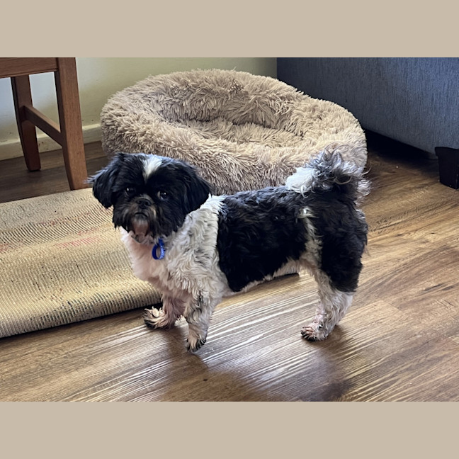 Photo of Piper💖7yo, Shih Tzu Girl (On Trial 14/9/25)