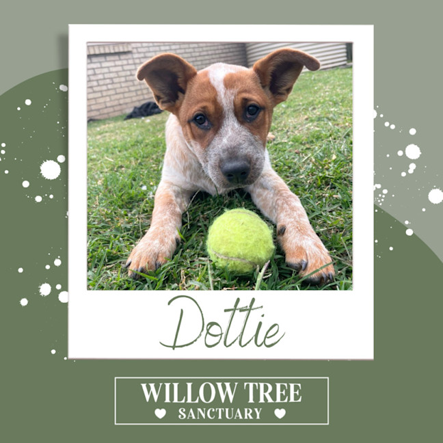 Photo of Dottie