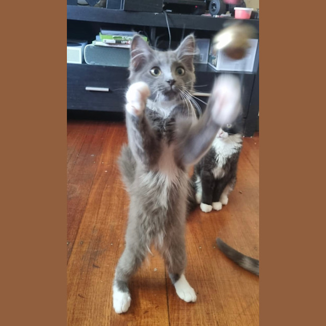 Photo of Llewelyn (Lou)