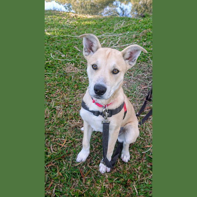 Photo of Peanut