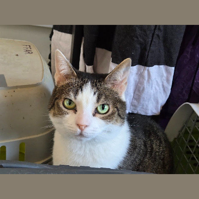 Photo of Molly / Milly