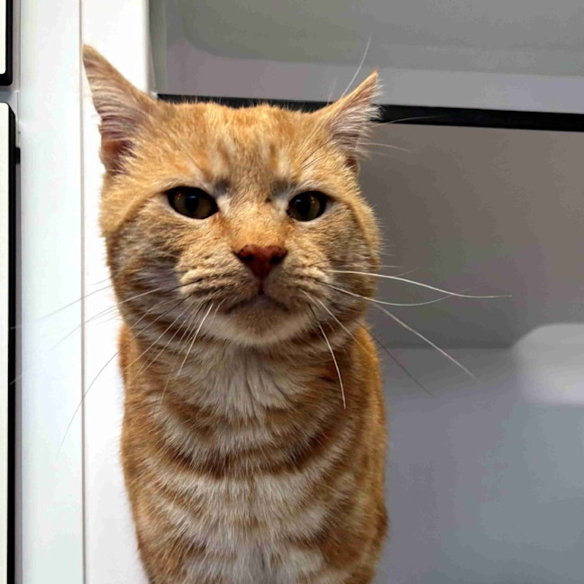 Photo of Harold Sta013908