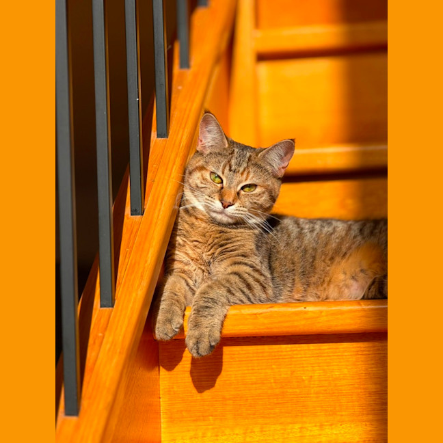 Photo of Cinnamon 