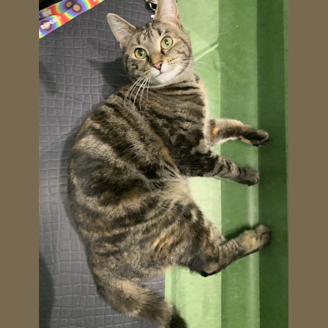 Photo of Coco