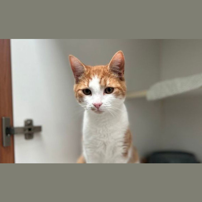 Photo of Judah