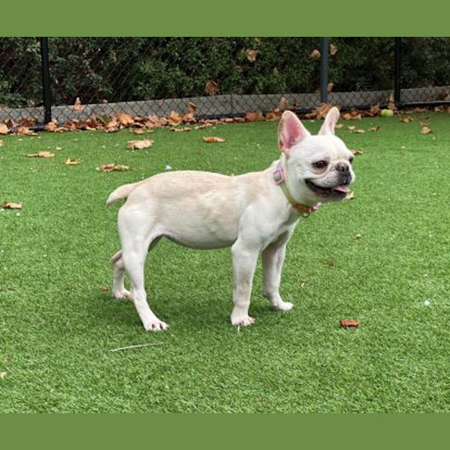 Photo of Buttercup