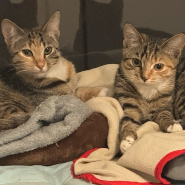 Photo of Milly And Charlie 