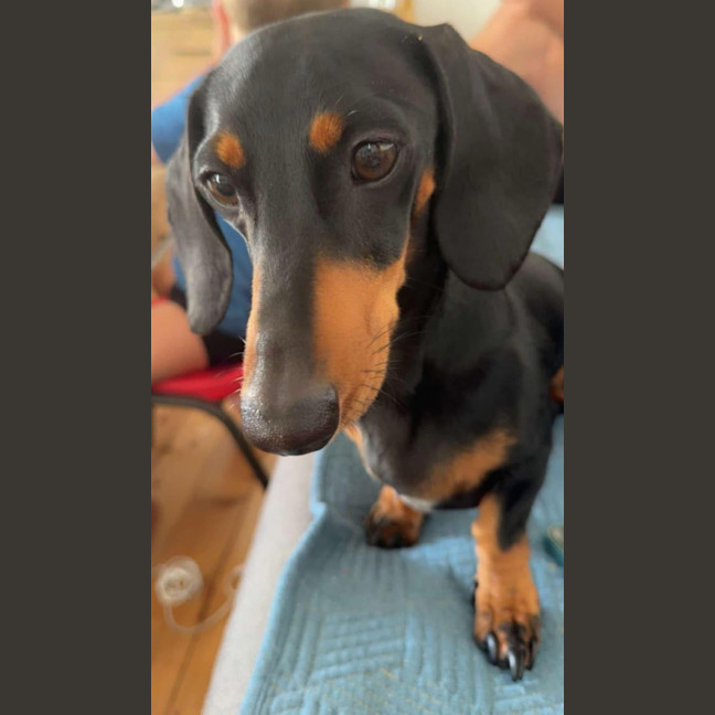Photo of Eddie   2 Year Old Dachshund