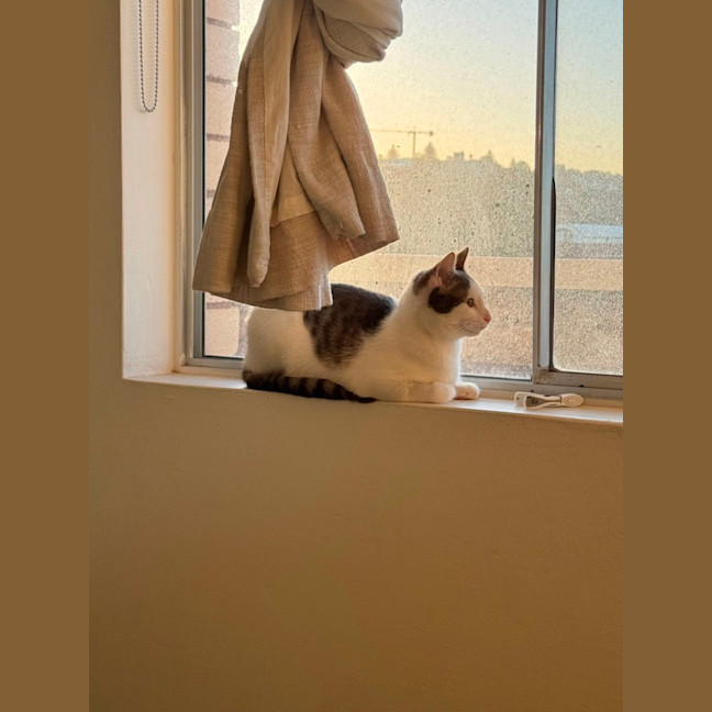 Photo of Solitaire