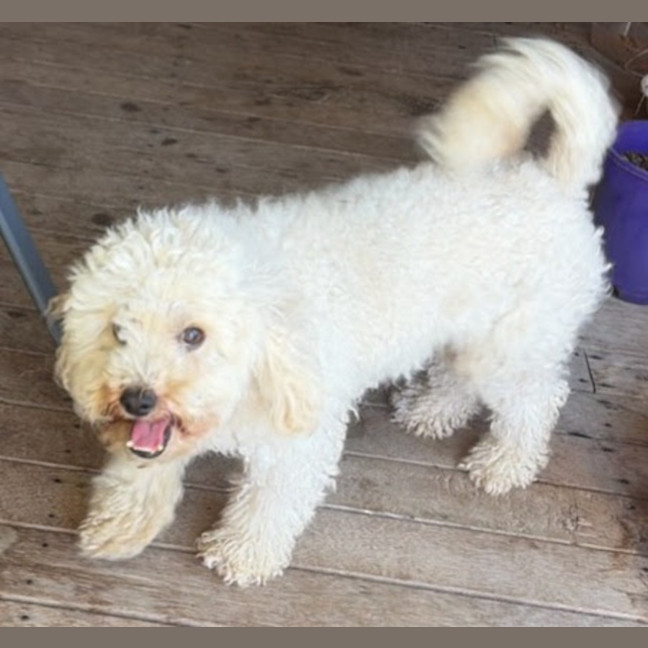 Photo of Buddy