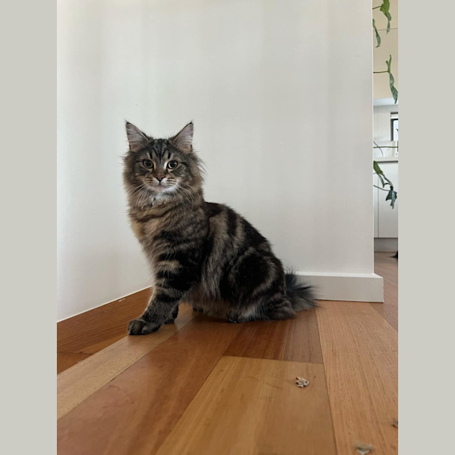 Photo of Pistachio   Located In Northcote