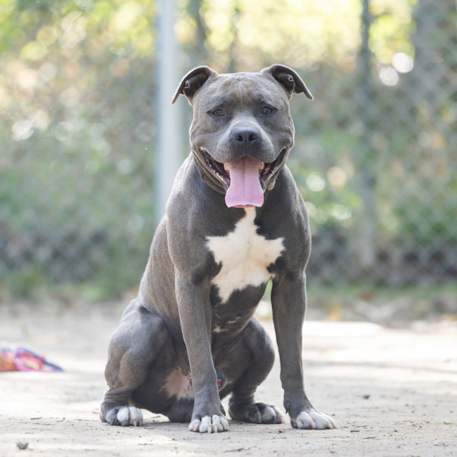Photo of Chevy