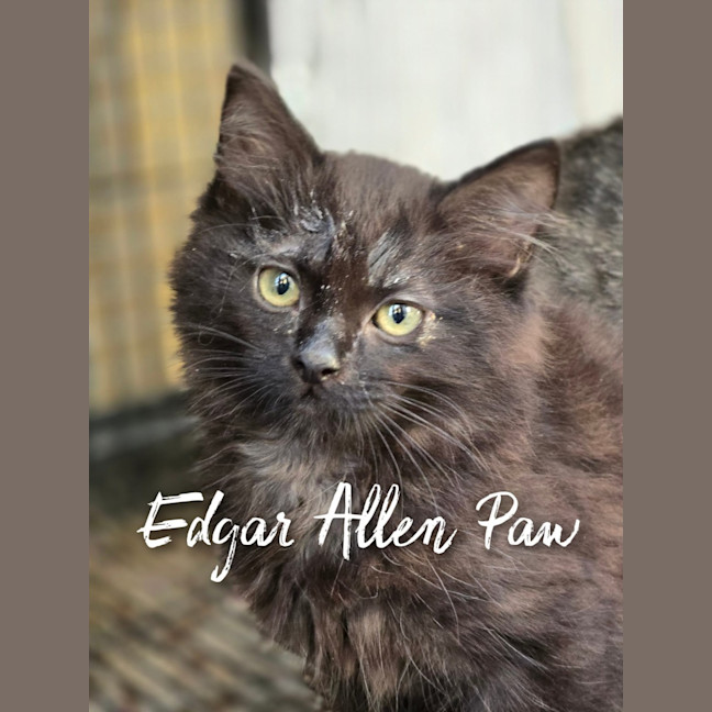 Photo of Edger Allan Paw