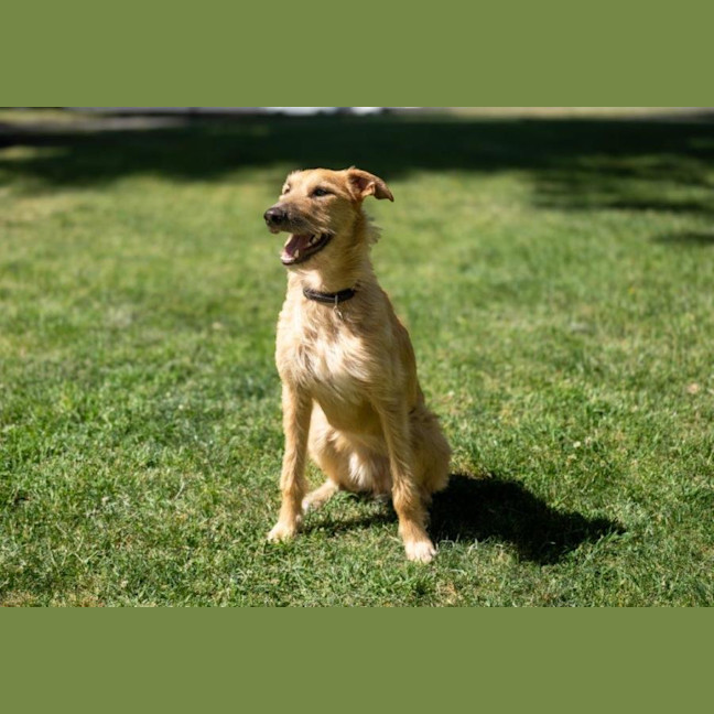 Photo of Rocky Gainsborough