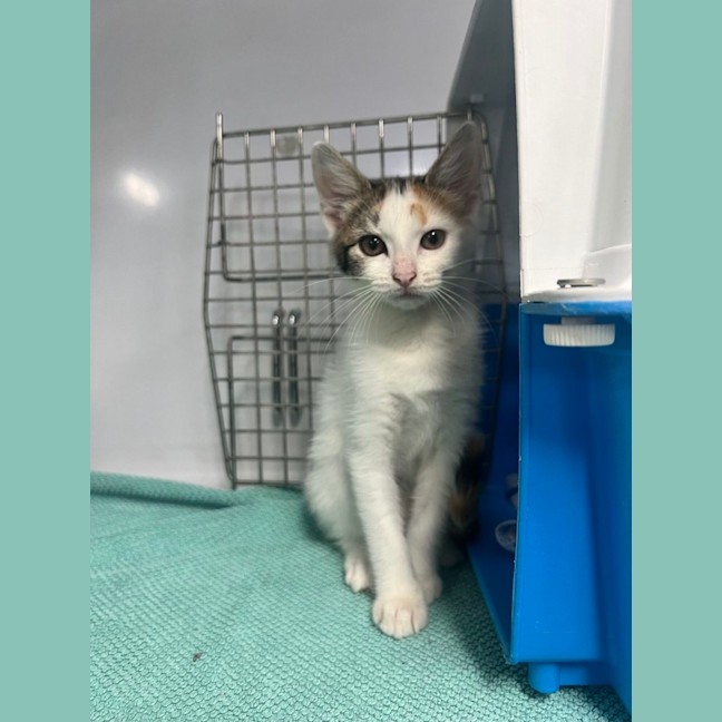 Photo of Peanut
