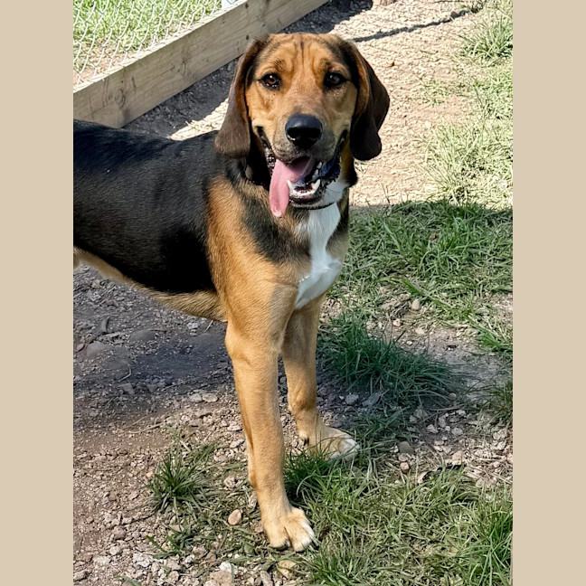 Photo of Scout