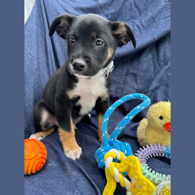 Photo of Scout