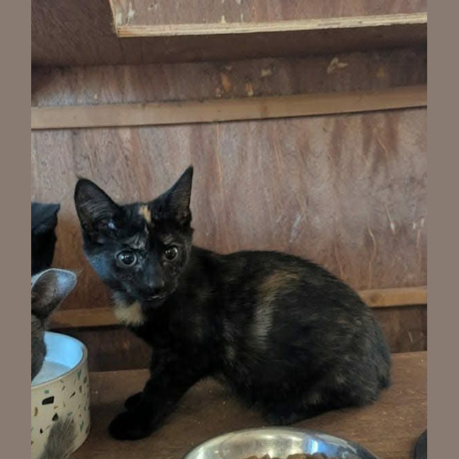 Photo of Little Miss Star