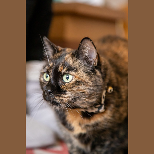 Photo of Layla