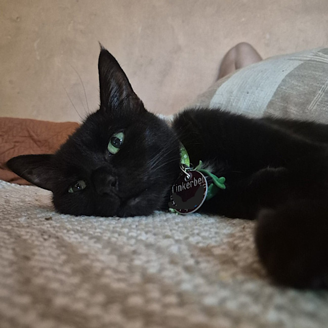 Photo of Tinkerbelle