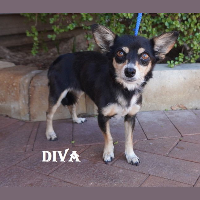 Photo of Diva